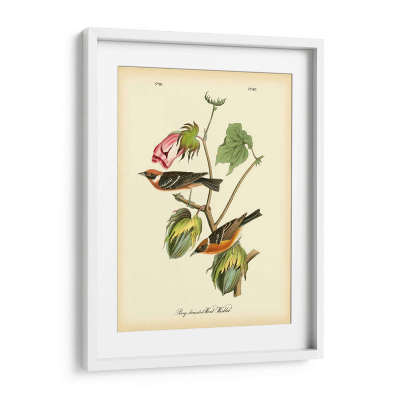 Bahía Breasted Wood-Warbler - John James Audubon | Cuadro decorativo de Canvas Lab