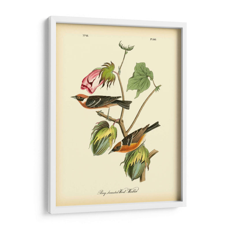 Bahía Breasted Wood-Warbler - John James Audubon | Cuadro decorativo de Canvas Lab