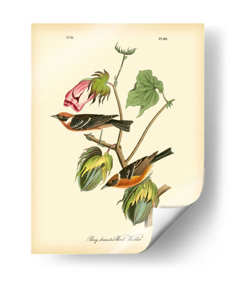 Bahía Breasted Wood-Warbler - John James Audubon | Cuadro decorativo de Canvas Lab