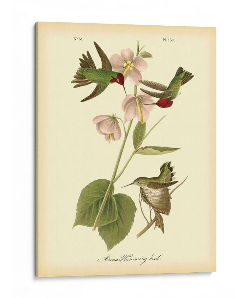 Anna Hummingbird - John James Audubon | Cuadro decorativo de Canvas Lab