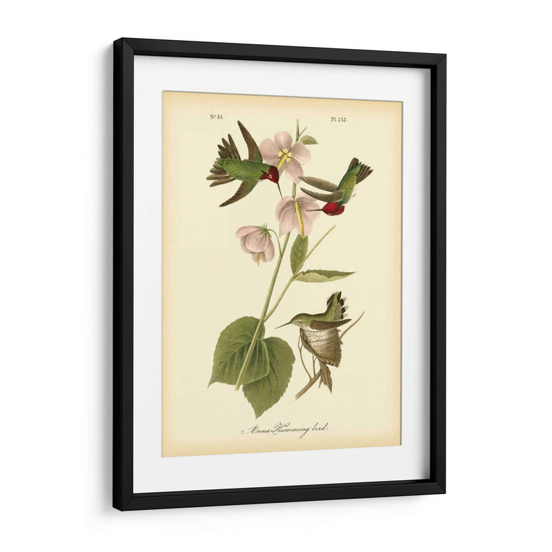 Anna Hummingbird - John James Audubon | Cuadro decorativo de Canvas Lab