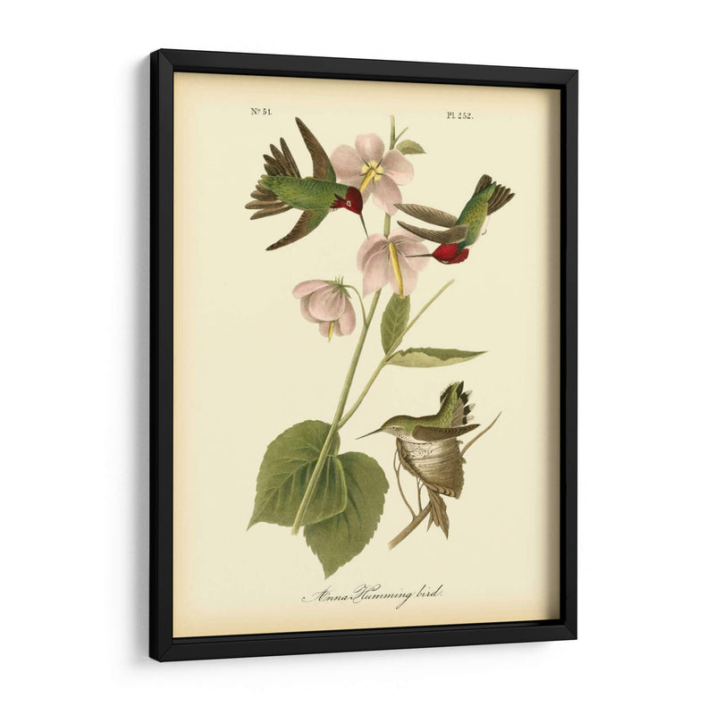 Anna Hummingbird - John James Audubon | Cuadro decorativo de Canvas Lab