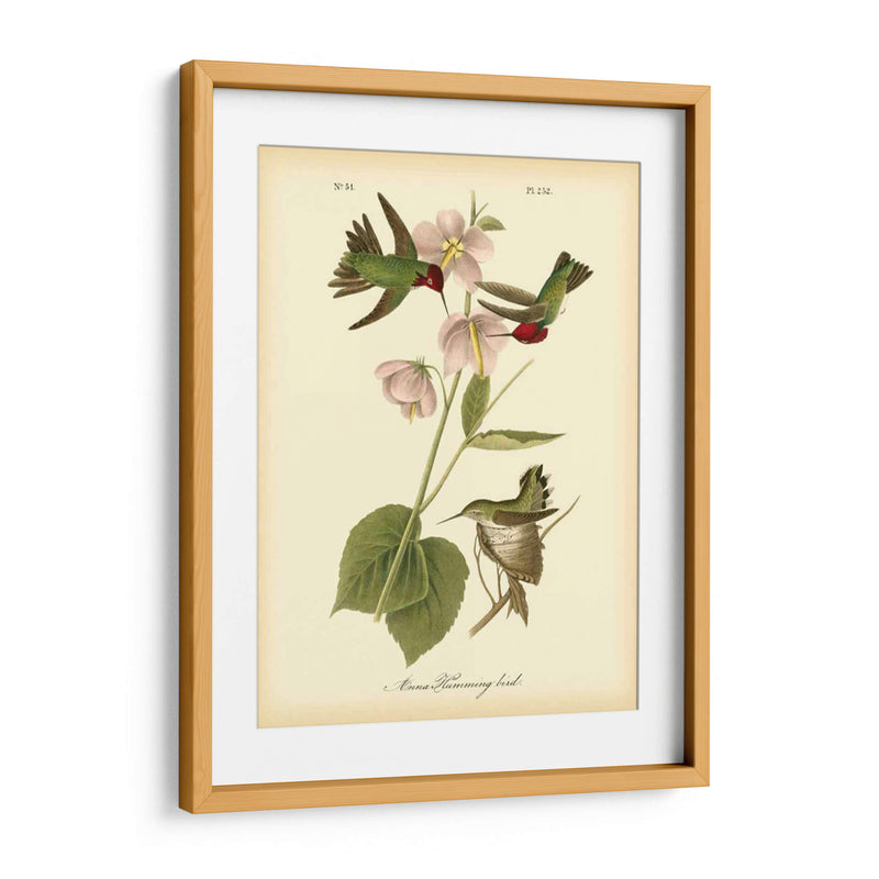 Anna Hummingbird - John James Audubon | Cuadro decorativo de Canvas Lab