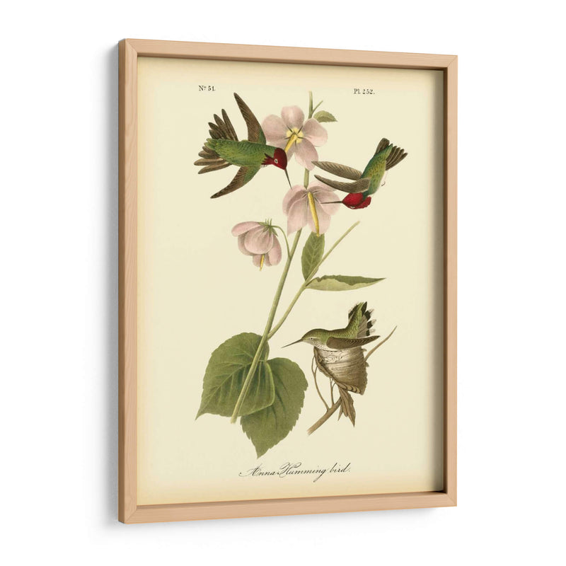 Anna Hummingbird - John James Audubon | Cuadro decorativo de Canvas Lab