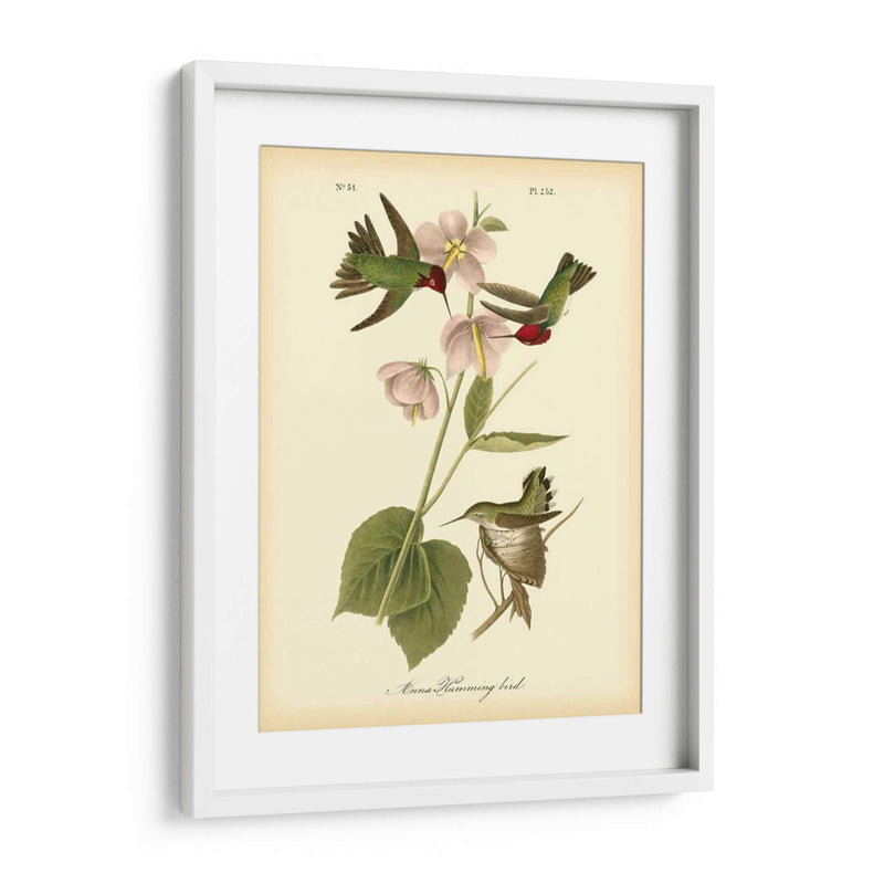 Anna Hummingbird - John James Audubon | Cuadro decorativo de Canvas Lab