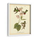 Anna Hummingbird - John James Audubon | Cuadro decorativo de Canvas Lab