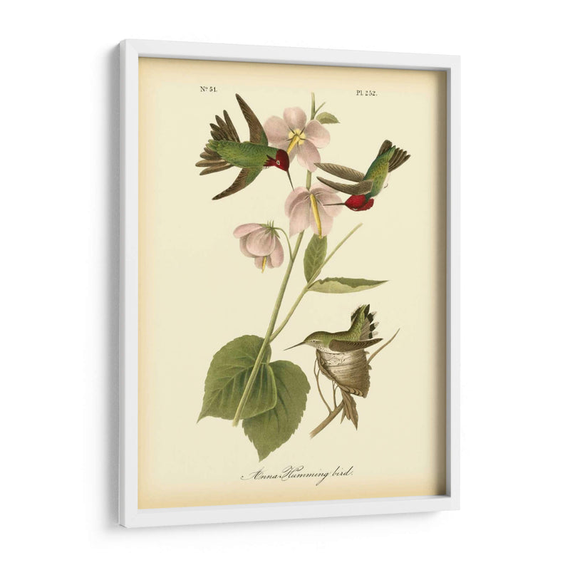 Anna Hummingbird - John James Audubon | Cuadro decorativo de Canvas Lab