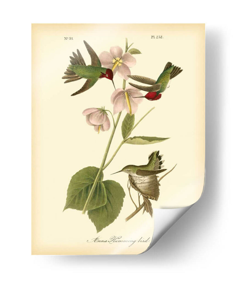 Anna Hummingbird - John James Audubon | Cuadro decorativo de Canvas Lab