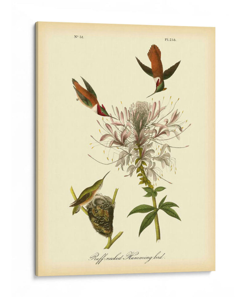 Colibrí De Cuello De Ruftura - John James Audubon | Cuadro decorativo de Canvas Lab