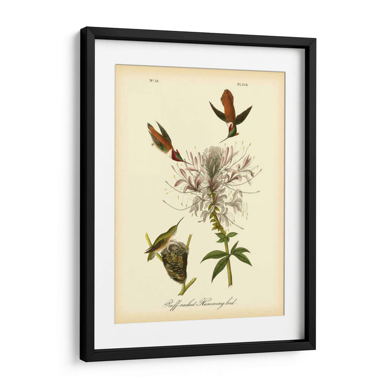 Colibrí De Cuello De Ruftura - John James Audubon | Cuadro decorativo de Canvas Lab