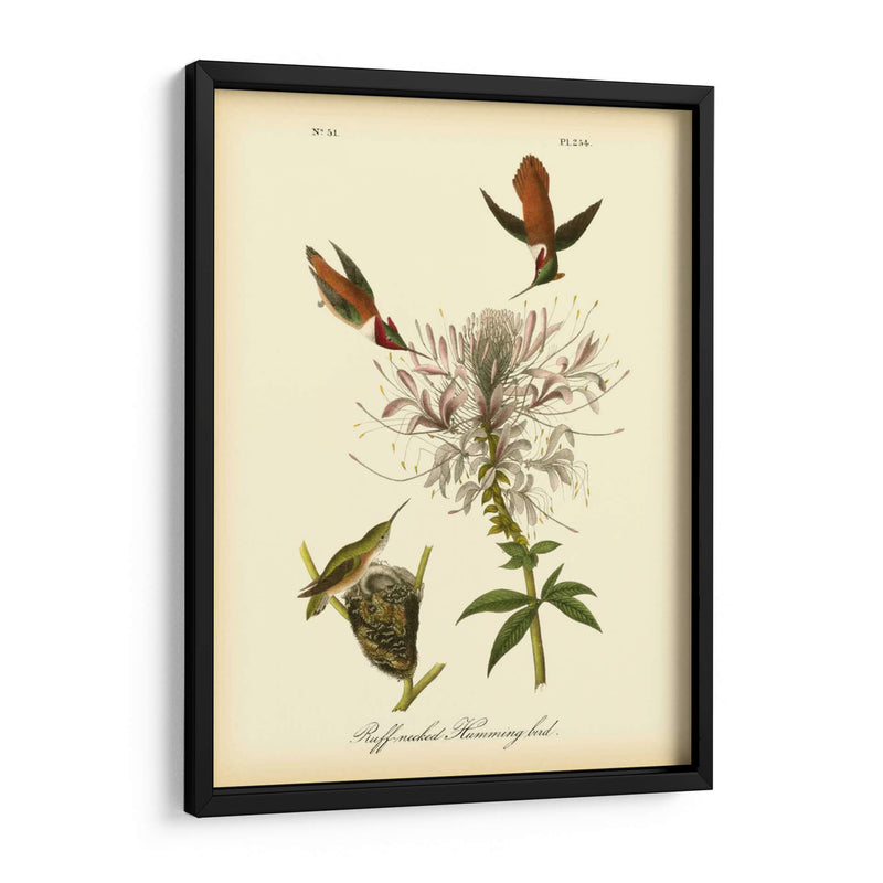 Colibrí De Cuello De Ruftura - John James Audubon | Cuadro decorativo de Canvas Lab