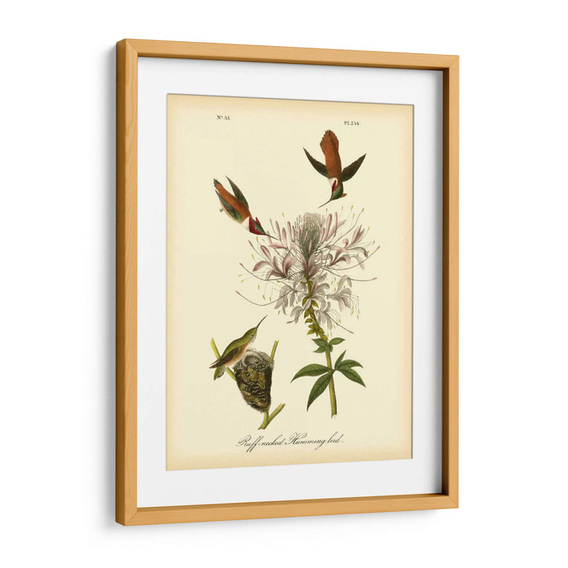 Colibrí De Cuello De Ruftura - John James Audubon | Cuadro decorativo de Canvas Lab