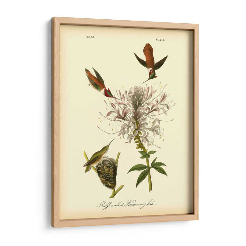 Colibrí De Cuello De Ruftura - John James Audubon | Cuadro decorativo de Canvas Lab