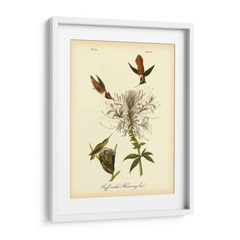 Colibrí De Cuello De Ruftura - John James Audubon | Cuadro decorativo de Canvas Lab