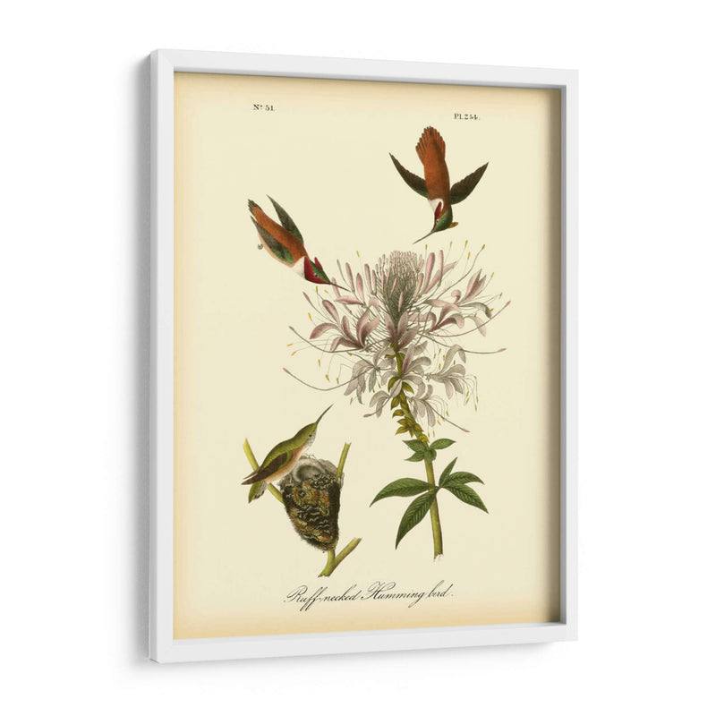 Colibrí De Cuello De Ruftura - John James Audubon | Cuadro decorativo de Canvas Lab