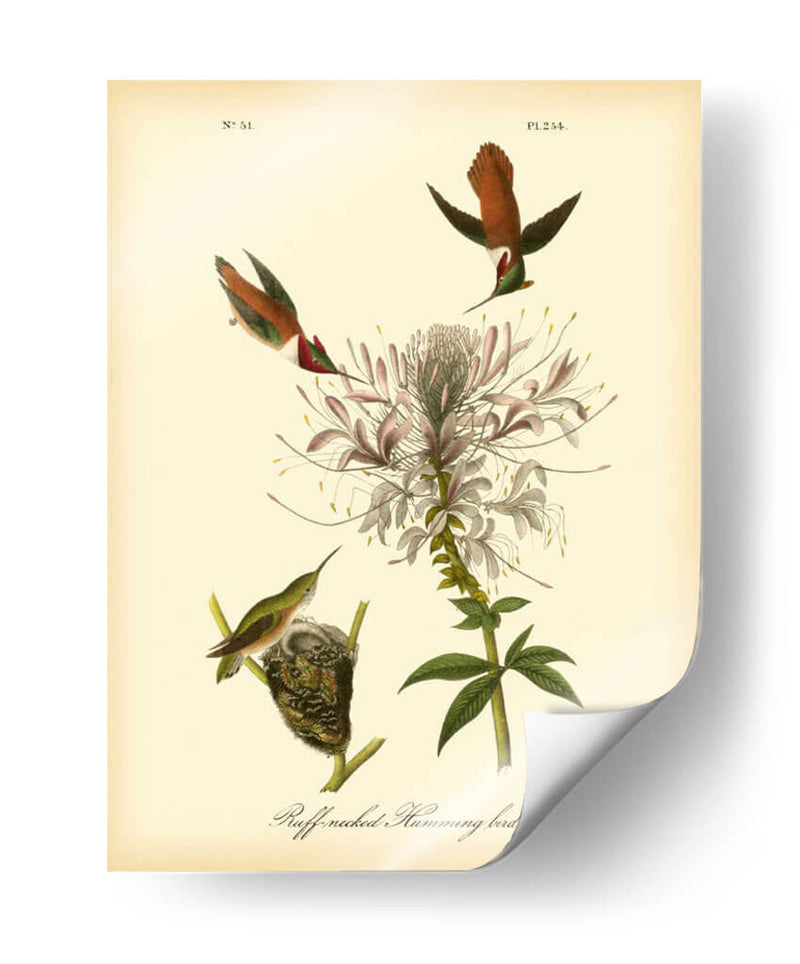 Colibrí De Cuello De Ruftura - John James Audubon | Cuadro decorativo de Canvas Lab