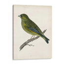 Morris Greenfinch - Morris | Cuadro decorativo de Canvas Lab