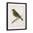 Morris Greenfinch - Morris | Cuadro decorativo de Canvas Lab
