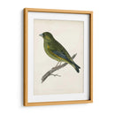 Morris Greenfinch - Morris | Cuadro decorativo de Canvas Lab