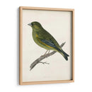 Morris Greenfinch - Morris | Cuadro decorativo de Canvas Lab