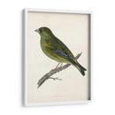 Morris Greenfinch - Morris | Cuadro decorativo de Canvas Lab