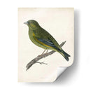 Morris Greenfinch - Morris | Cuadro decorativo de Canvas Lab