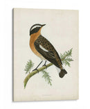 Morris Whinchat - Morris | Cuadro decorativo de Canvas Lab