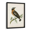 Morris Whinchat - Morris | Cuadro decorativo de Canvas Lab