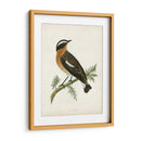Morris Whinchat - Morris | Cuadro decorativo de Canvas Lab