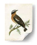 Morris Whinchat - Morris | Cuadro decorativo de Canvas Lab