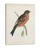 Morris Mountain Finch - Morris | Cuadro decorativo de Canvas Lab