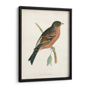 Morris Mountain Finch - Morris | Cuadro decorativo de Canvas Lab