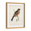 Morris Mountain Finch - Morris | Cuadro decorativo de Canvas Lab