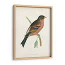Morris Mountain Finch - Morris | Cuadro decorativo de Canvas Lab