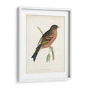 Morris Mountain Finch - Morris | Cuadro decorativo de Canvas Lab