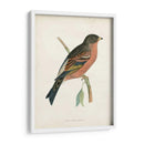 Morris Mountain Finch - Morris | Cuadro decorativo de Canvas Lab