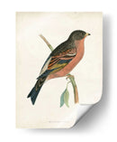 Morris Mountain Finch - Morris | Cuadro decorativo de Canvas Lab