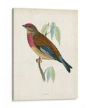 Morris Linnet - Morris | Cuadro decorativo de Canvas Lab