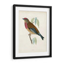Morris Linnet - Morris | Cuadro decorativo de Canvas Lab