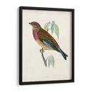 Morris Linnet - Morris | Cuadro decorativo de Canvas Lab