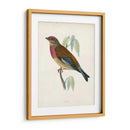 Morris Linnet - Morris | Cuadro decorativo de Canvas Lab