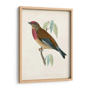 Morris Linnet - Morris | Cuadro decorativo de Canvas Lab