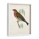 Morris Linnet - Morris | Cuadro decorativo de Canvas Lab