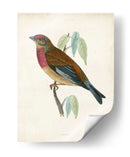 Morris Linnet - Morris | Cuadro decorativo de Canvas Lab