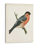 Bullfinch Morris - Morris | Cuadro decorativo de Canvas Lab
