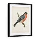 Bullfinch Morris - Morris | Cuadro decorativo de Canvas Lab