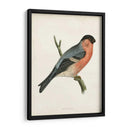 Bullfinch Morris - Morris | Cuadro decorativo de Canvas Lab