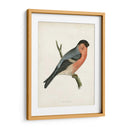 Bullfinch Morris - Morris | Cuadro decorativo de Canvas Lab