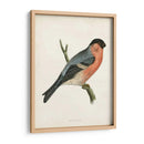 Bullfinch Morris - Morris | Cuadro decorativo de Canvas Lab