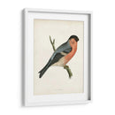 Bullfinch Morris - Morris | Cuadro decorativo de Canvas Lab